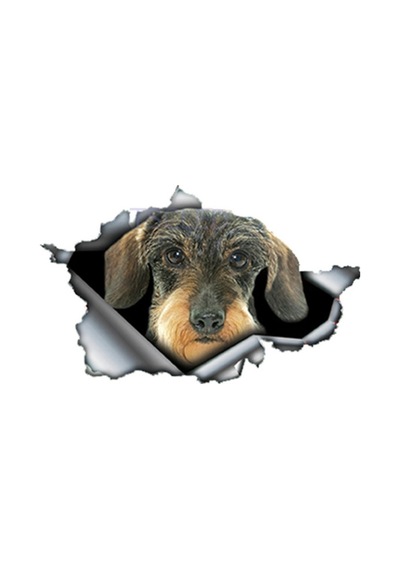 Saçlı Dachshund Araba Sticker Kişiselleştirilmiş Çıkartması