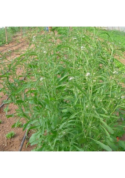 Bahçe Teresi Tohumu Tere Tohumu Garden Cress Yetiştirme Kiti