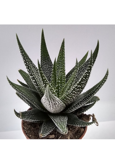 Haworthia Fasciata Concolor 20 Adet