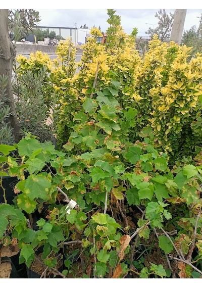 Yeşil Deniz Fidancılık Sultaniye/beyaz Üzüm Fidanı 50-100 Cm