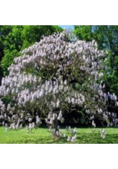 Tüplü Hızlı Büyüyen Beyaz Paulownia Fidanı