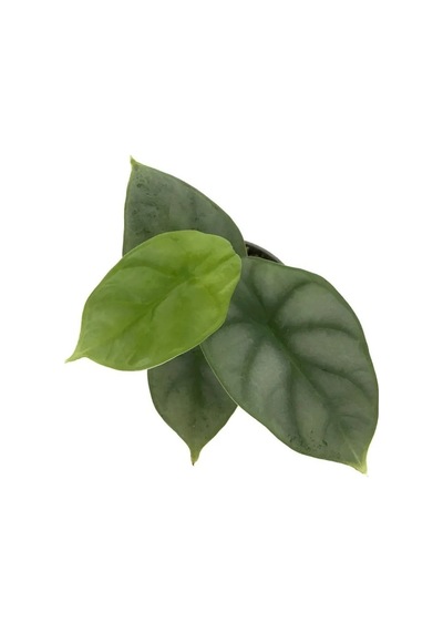 Alocasia 'silver Dragon' Fil Kulağı Ø5,5 Cm Y0-10 Cm