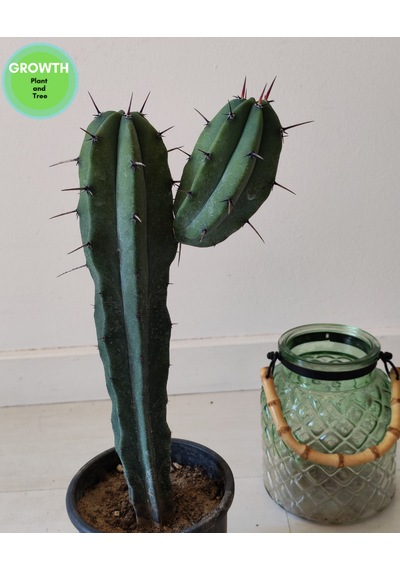 Blue Myrtillocactus 1 Adet