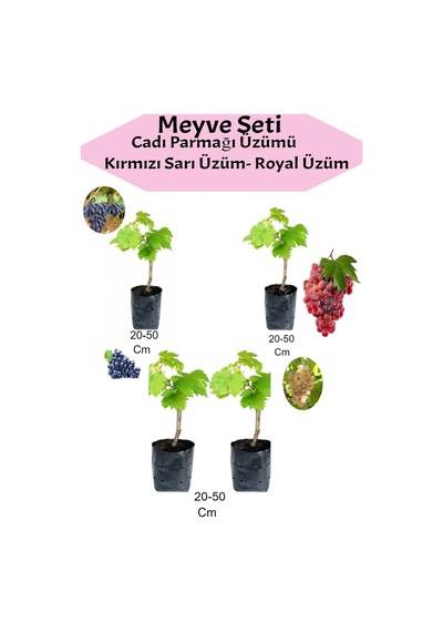 4'lü Üzüm Seti Cadı Parmağı+kımrızı+sarı+ Royal Üzüm Fidanı