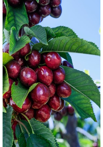 Aşılı Kara Kiraz Fidanı 3 Yaş