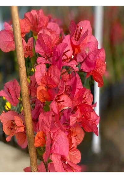 Sarmaşık Begonvil Çiçeği Mercan Rengi 40 50 Cm 1 Adet Saksılı Çiçekli Bitki Bougainvillea