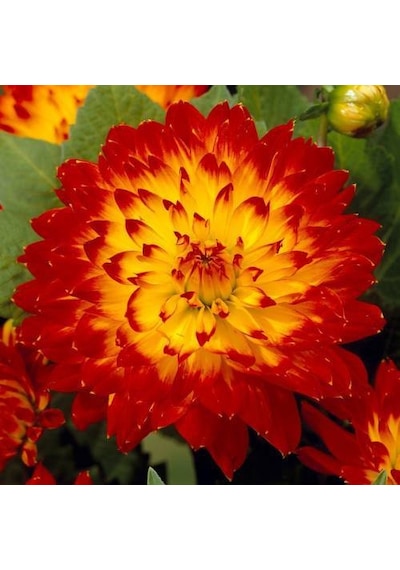 Hoş Kokulu Dahlia Procyon Yıldız Çiçeği Yumrusu 1 Adet