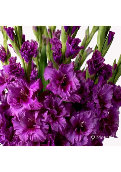 4 Adet Mor Glayöl Swan Gladiolus Çiçeği Soğanı