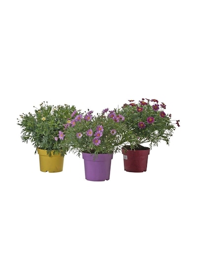 Renkli Yaz Papatyası 20-45 Cm 2 Adet Saksılı/tüplü Dış Mekan Sarmaşık Summer Marigold