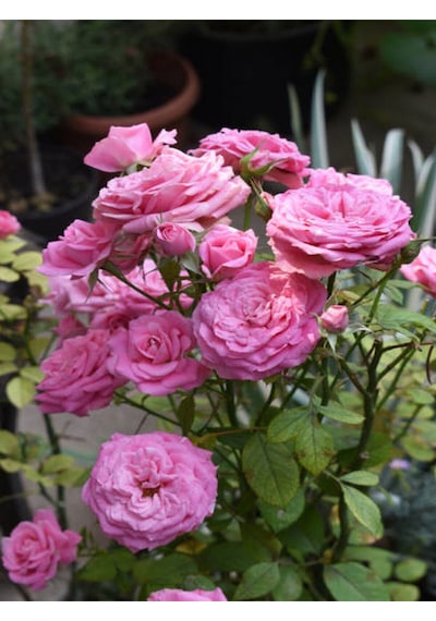 Videolu Kırmızı Ve Pembe Gül Fidanı 2 Adet Yediveren Saksılı 20-40 Cm Pink And Red Rose Sapling