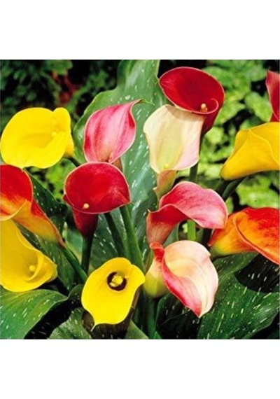 7 Farklı Renk Calla Lilly Tohumu 7 Adet Tohum Çiçek Tohumu