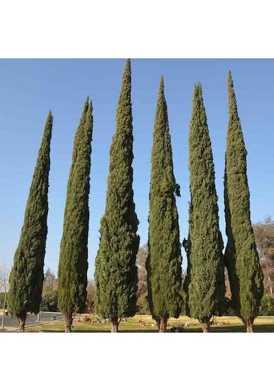 Tüplü Kara Servi Fidanı 60-100cm
