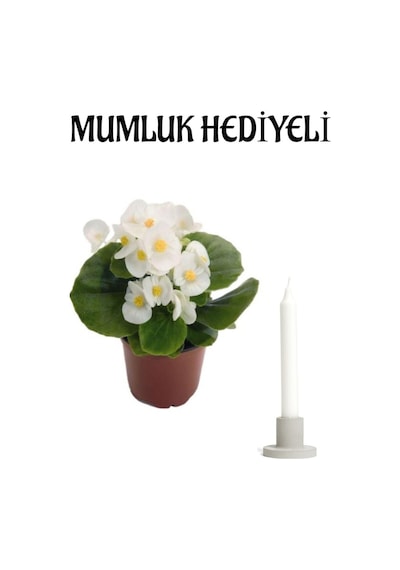 Beyaz Renk Şeker Begonya Çiçeği Sevgililer Gününe Özel Mumluk Hediyeli