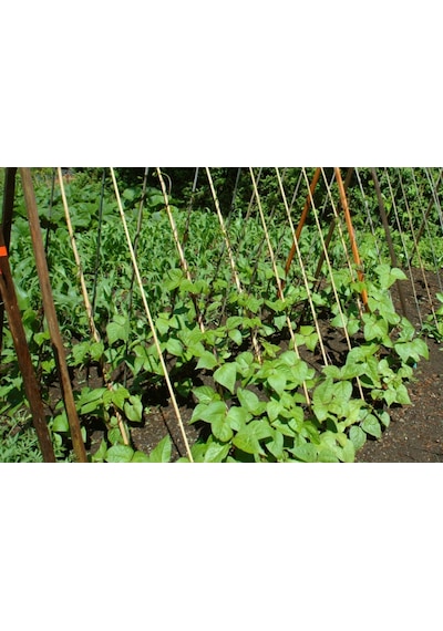Bambu Bitki Destek Çubuğu 105 Cm 10 Adet