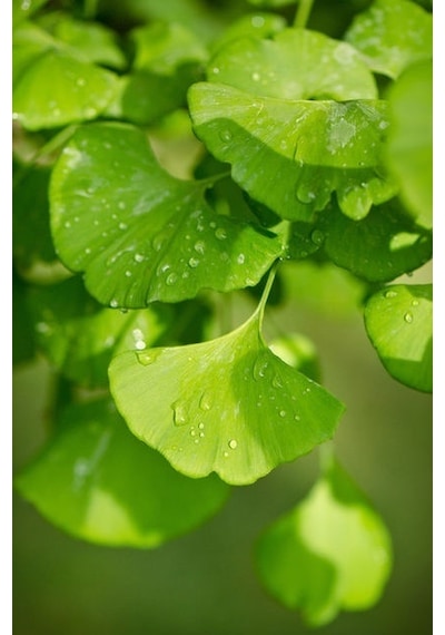 Mabet Ağacı Fidanı - Şifalı Ginkgo Biloba