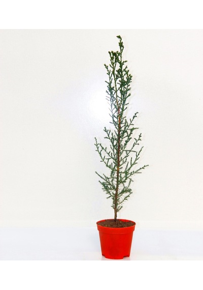YILBAŞI ÇAMI HEDİYELİK - MİNİ CANLI YILBAŞI AĞACI 30-40 CM