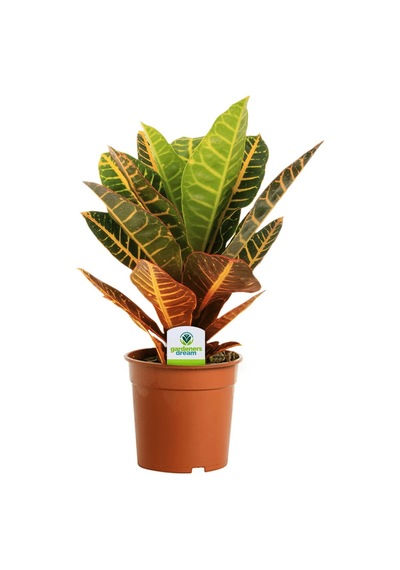 Kraton Croton Petra 20-30 Cm 3 Adet