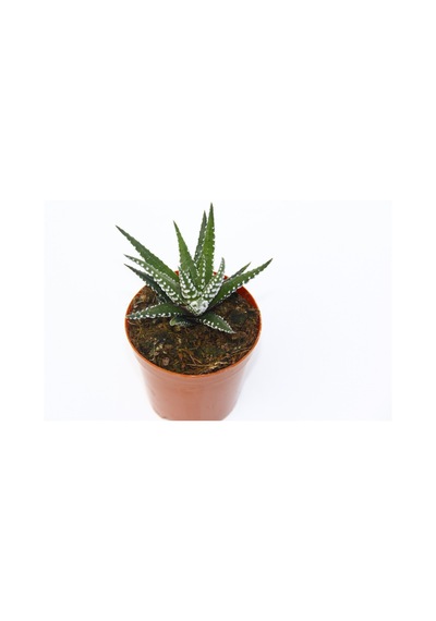 Zebra Kaktüs 20 Adet - Haworthia Fasciata