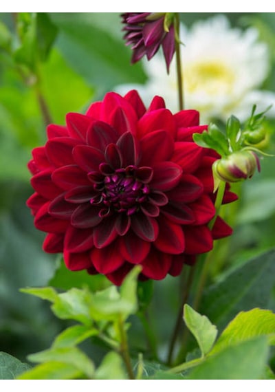 Videolu Kırmızı Dalia Fidanı 20 40 Cm 1 Adet Saksılı Çiçekli Bodur Bitki Dahlia