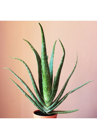 Saksıda Aloe Vera Fidanı