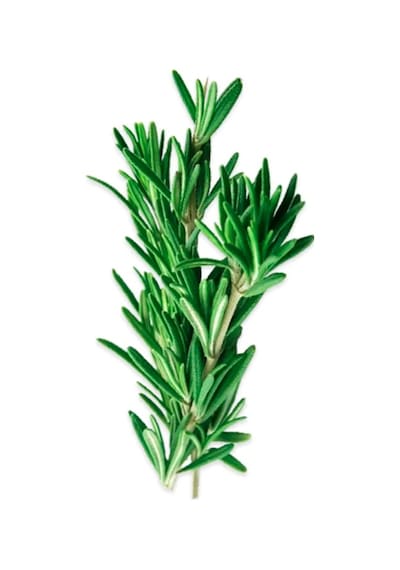 Erüst Yerli Biberiye 25 G