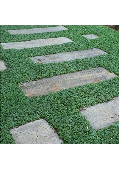 Dona Dayanıklı Dichondra Repens Fare Kulağı Tohumu 100