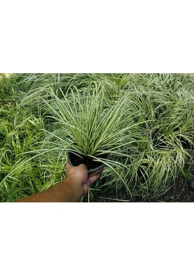 Carex Evergold 3 Adet