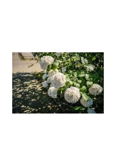 Pamuk Beyaz Ortanca Çiçeği Fidanı 10-20 Cm
