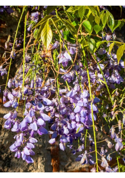 Videolu Bol Çiçekli 1 Adet Mor Salkım Fidanı 20-50cm Saksılı\tüplü Wisteria Sapling