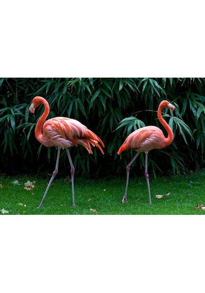Flamingolar Ve Yapraklar Duvar Kağıdı (397456387)