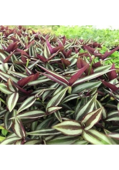 Yeşil Kahve Tradescantia Zebrina Telgraf Çiçeği Fidanı 10-20 Cm