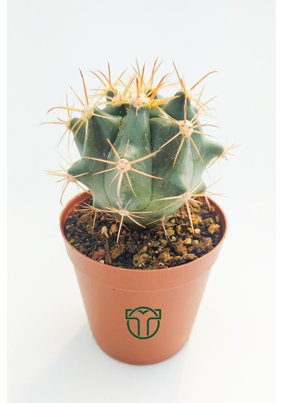 Ferocactus Horridus Kaktüs - 5.5 Cm Saksıda