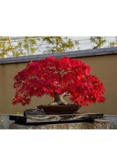 5 Adet Tohum Bodur Bonsai Japon Red Maple Ağacı Bonzai Saksı Topr