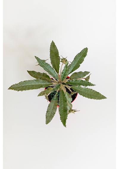 Dorstenia Foetida Özel Tür Nadir İlginç Sukulent 8.5 Cm Kırmızı S