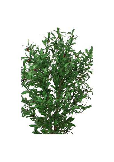 Yapay Çiçek Deposu Saksıda Yapay Zeytin Ağacı Büyük Boy 200 Cm