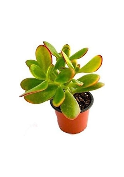 Para Çiçeği 5.5 Cm Saksıda Crassula Ovata