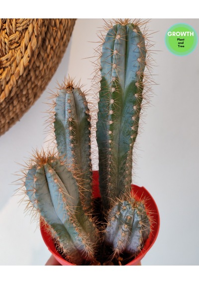 Pilosecereus Azureus Mavi Meşale Kaktüs 1 Adet