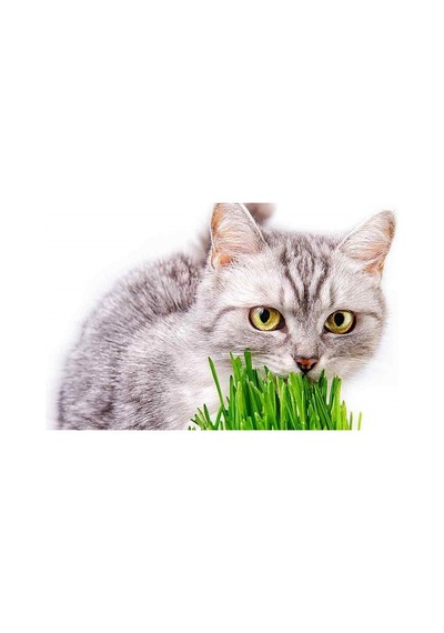 Kedi Çimi Tohumu 50 GRam Tohum Çim Tohumu + Saksı Toprak
