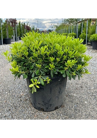 Pittosporum Çalısı