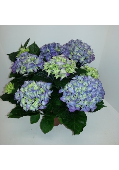 Ortanca – Hydrangea Macrophylla 20- 40cm -Mavi