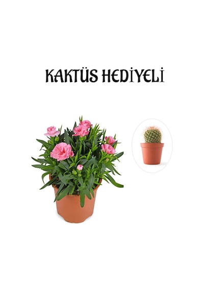 Mis Kokulu Şeker Pembe Karanfil Çiçeği Kaktüs