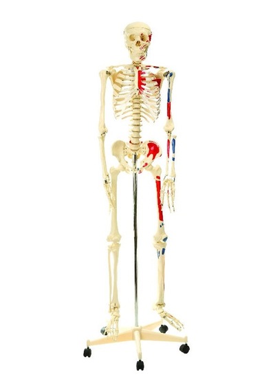 İNSAN İSKELET MODELİ 160 CM