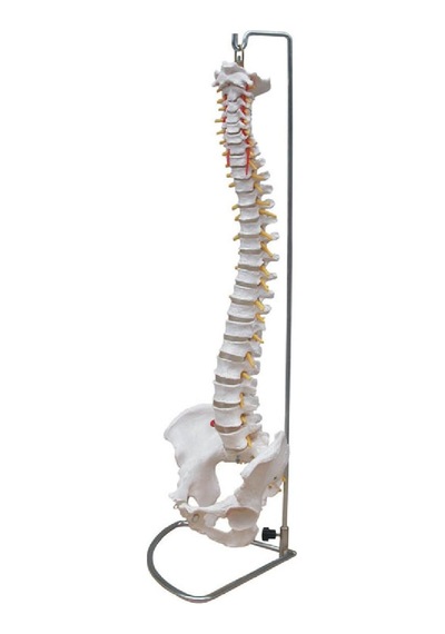 Omurga Modeli 75 cm