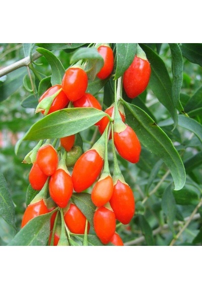 Tüplü Kırmızı Goji Berry Kurt Üzümü Fidanı 10 Adet