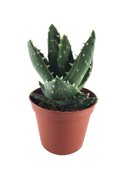 Aloe Mitriformis (Kaktüs) Ø8,5 CM Y15-20 CM