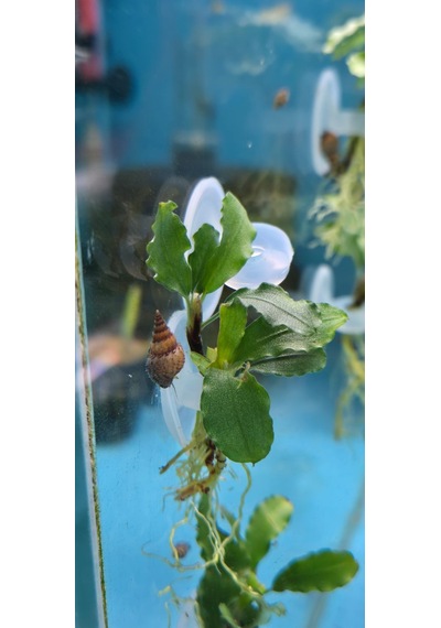 Bucephalandra Green