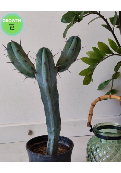 Blue Myrtle İki Kollu Kaktüs 1 Adet