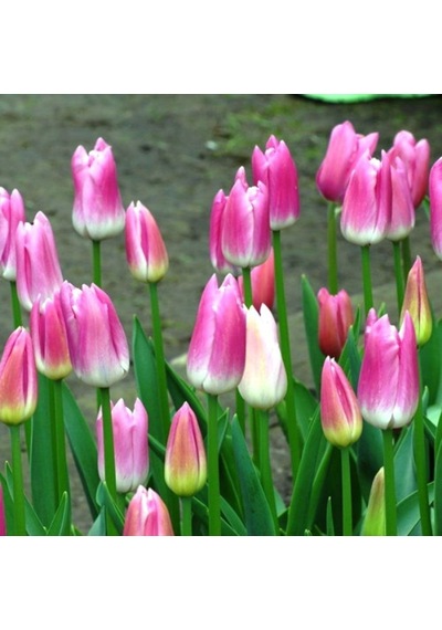 Royal Pink Lale Soğanı 5 Adet