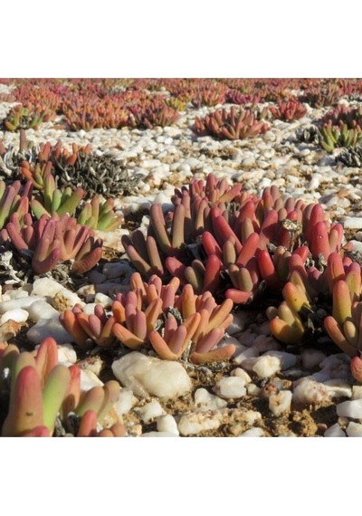 10 Adet Argyroderma Fissum Succulent Tohumu