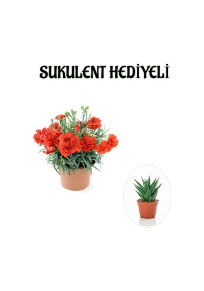 Kadınlar Gününe Özel Kırmızı Renk Karanfil Çiçeği Sukulent Hediyeli